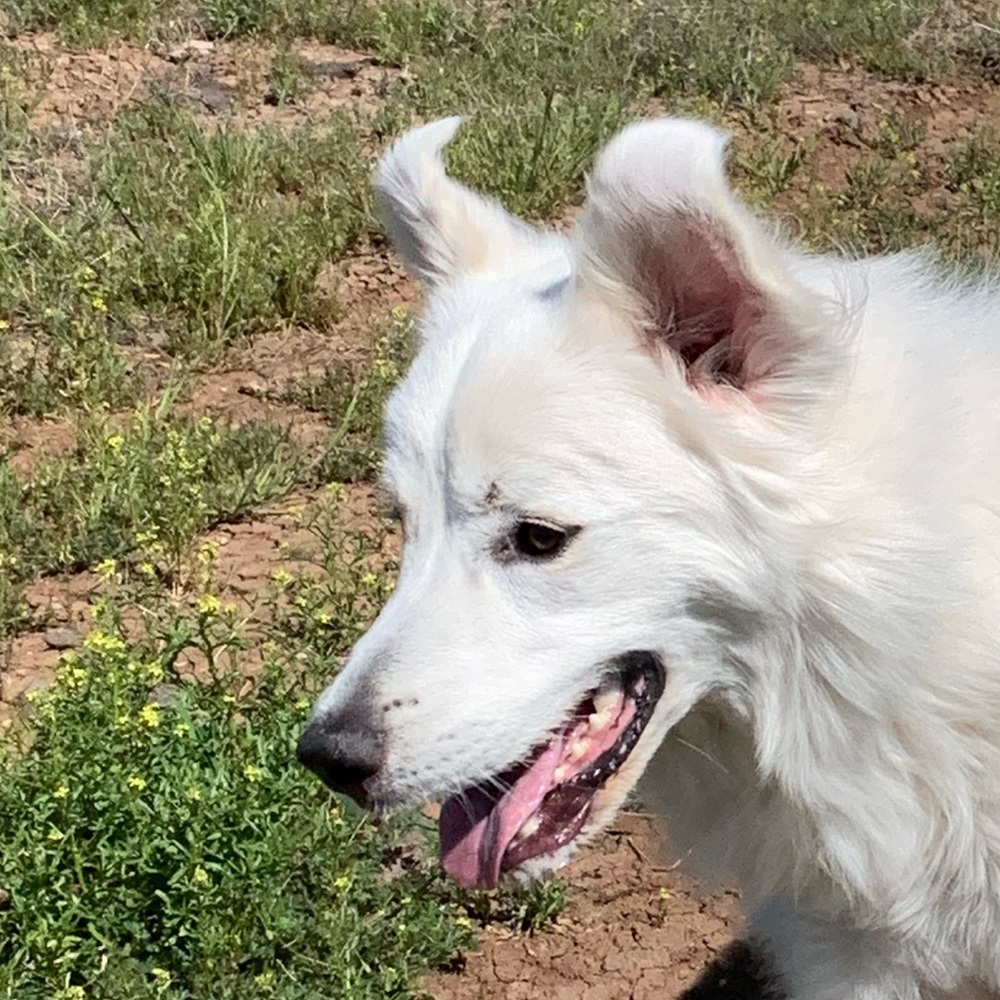 Meet your Posher, Morgan